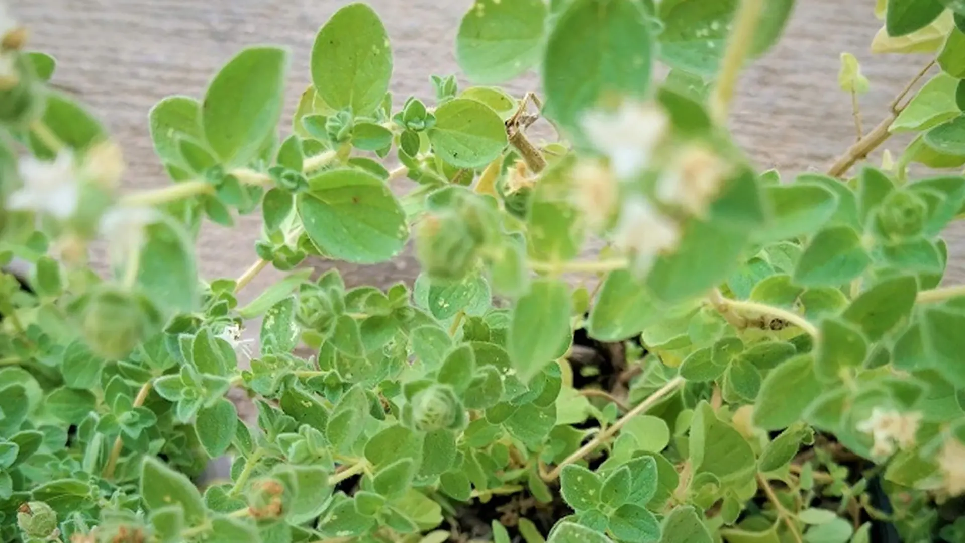 Oregano